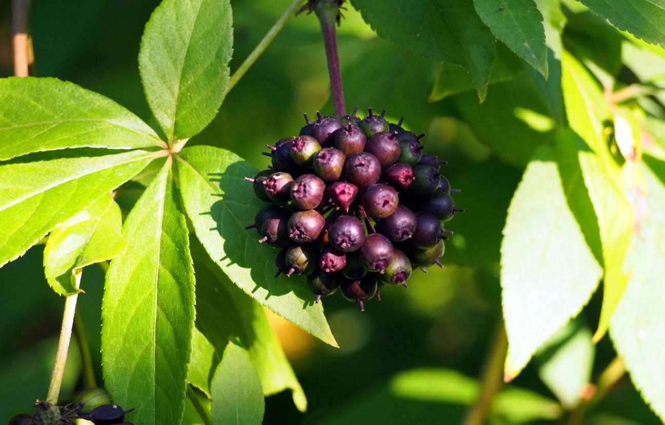 Eleuterokok jako skvělý adaptogen