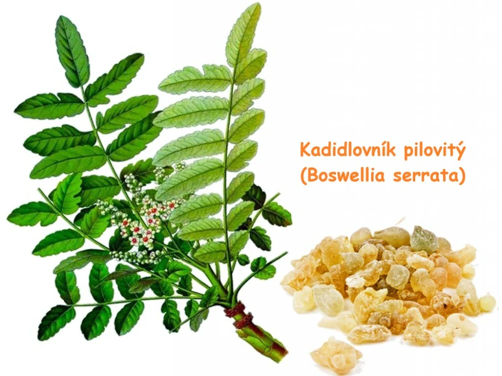 Kadidlovník pilovitý - klouby, imunita, vitalita