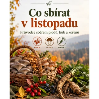 Co sbírat v listopadu - eBook