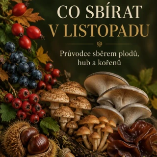Co sbírat v listopadu - eBook